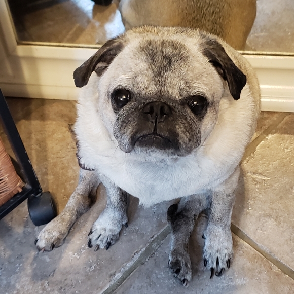 Meet your Posher, Francine - Picture 2 of 4